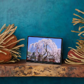 Weinbaum ("Nara Ichiban-Zakura") Fotoplatte (Seite)