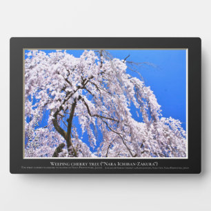 Weinbaum ("Nara Ichiban-Zakura") Fotoplatte