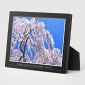 Weinbaum ("Nara Ichiban-Zakura") Fotoplatte (Seite)