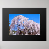 Weinbaum ("Nara Ichiban-Zakura") Poster (Vorne)