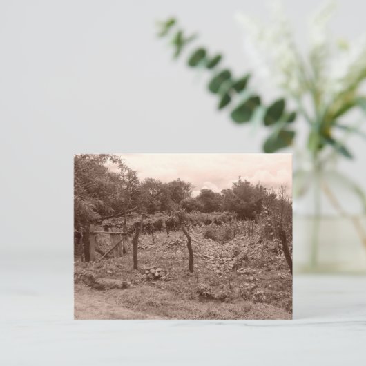 Weinberg 2 postkarte (Stehend Vorderseite)