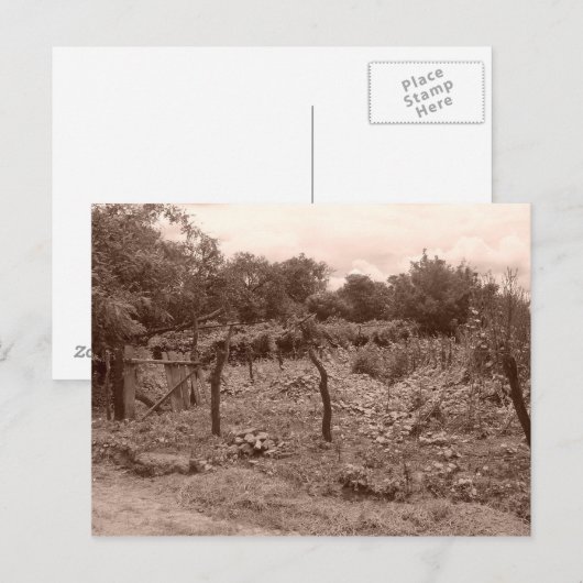 Weinberg 2 postkarte (Vorne/Hinten)