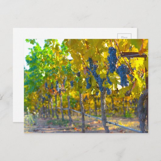 Weinberg im Napoleon Tal Postkarte (Vorne/Hinten)