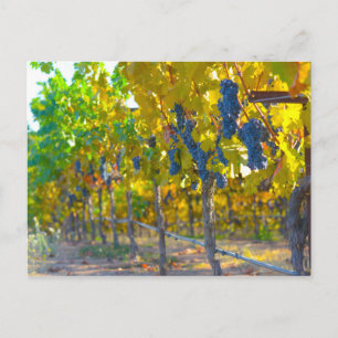 Weinberg im Napoleon Tal Postkarte