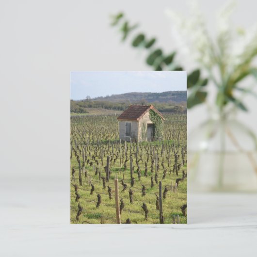Weinberg in Burgund Frankreich Postkarte (Stehend Vorderseite)