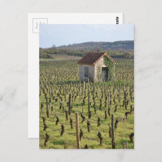 Weinberg in Burgund Frankreich Postkarte (Vorne/Hinten)