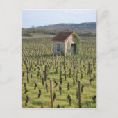 Weinberg in Burgund Frankreich Postkarte (Vorderseite)