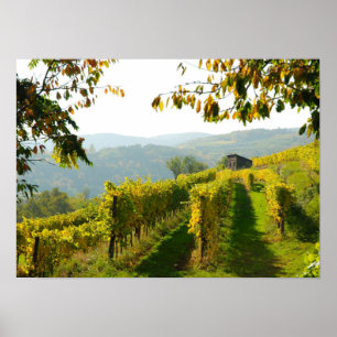 Weinberg in der Nähe von Krems Poster