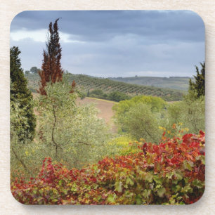 Weinberg in der Nähe von Montalcino, Toskana, Ita Untersetzer