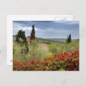 Weinberg in der Nähe von Montalcino, Toskana, Ital Postkarte (Vorne/Hinten)