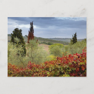 Weinberg in der Nähe von Montalcino, Toskana, Ital Postkarte