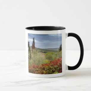 Weinberg in der Nähe von Montalcino, Toskana, Ital Tasse