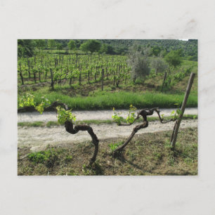 Weinberg in der Region Chianti, Italien Postkarte