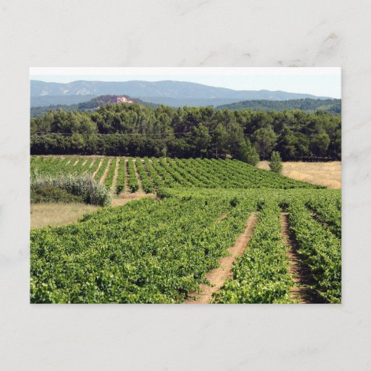 Weinberg in Frankreich Postkarte (Vorderseite)