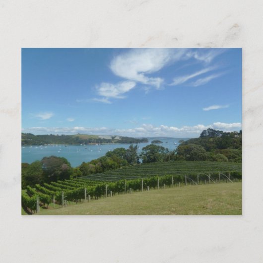 Weinberg in Neuseeland Postkarte (Vorderseite)