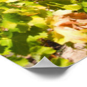 Weinberg, Kapstadt, Western Kapstadt, Südafrika Poster (Ecke)