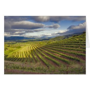 Weinberg. Napa-Tal. Napa. Napa-Landkreis