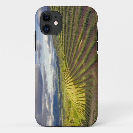 Weinberg. Napa-Tal. Napa. Napa-Landkreis Case-Mate iPhone Hülle (Rückseite)