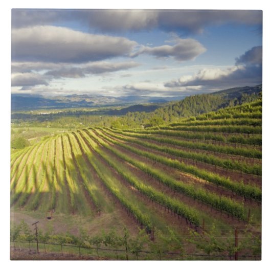 Weinberg. Napa-Tal. Napa. Napa-Landkreis Fliese (Vorderseite)