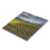 Weinberg. Napa-Tal. Napa. Napa-Landkreis Fliese (Seite)