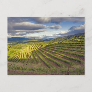 Weinberg. Napa-Tal. Napa. Napa-Landkreis, Postkarte