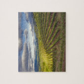 Weinberg. Napa-Tal. Napa. Napa-Landkreis Puzzle (Vertikal)