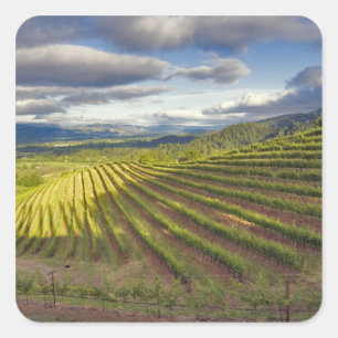 Weinberg. Napa-Tal. Napa. Napa-Landkreis Quadratischer Aufkleber
