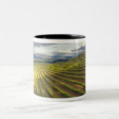 Weinberg. Napa-Tal. Napa. Napa-Landkreis Zweifarbige Tasse (Mittel)