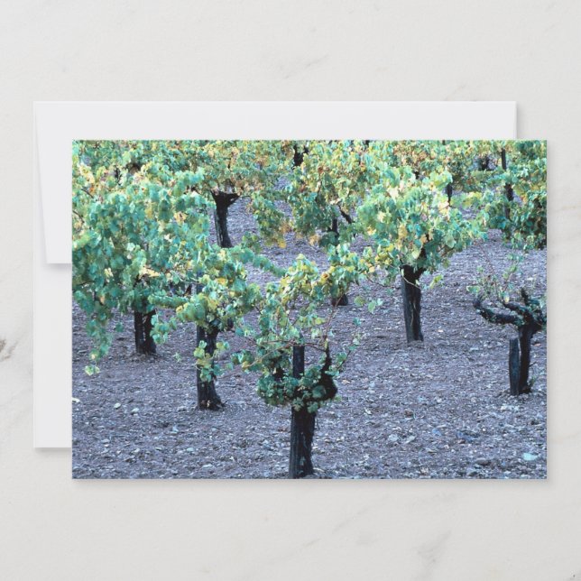 Weinberg, Napa Valley, Kalifornien aus dem Wald (Vorderseite)