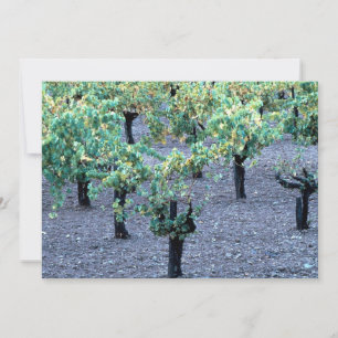 Weinberg, Napa Valley, Kalifornien aus dem Wald