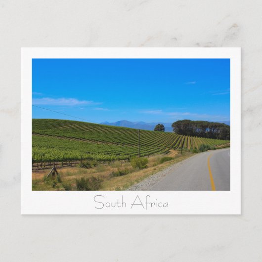 Weinberg Natureview Südafrika SA Postkarte (Vorderseite)