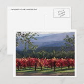 Weinberg Postkarte (Vorne/Hinten)