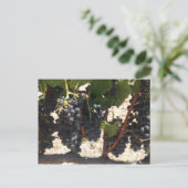 Weinberg Postkarte (Stehend Vorderseite)