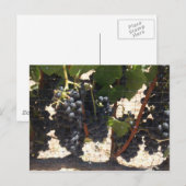 Weinberg Postkarte (Vorne/Hinten)