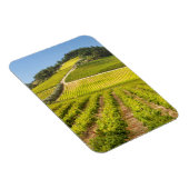 Weinberg, Stellenbosch, Western Magnet (Rechte Seite)