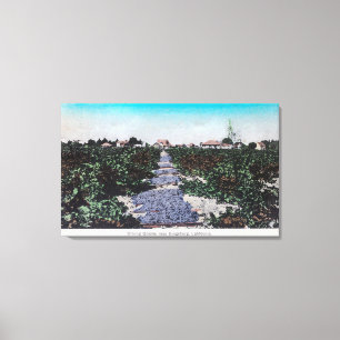 Weinberg-Szene der Trauben DryingKingsburg, CA Leinwanddruck