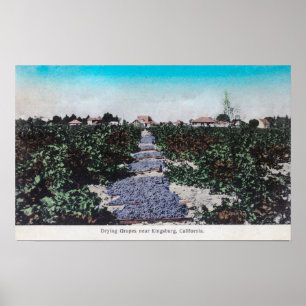 Weinberg-Szene der Trauben DryingKingsburg, CA Poster