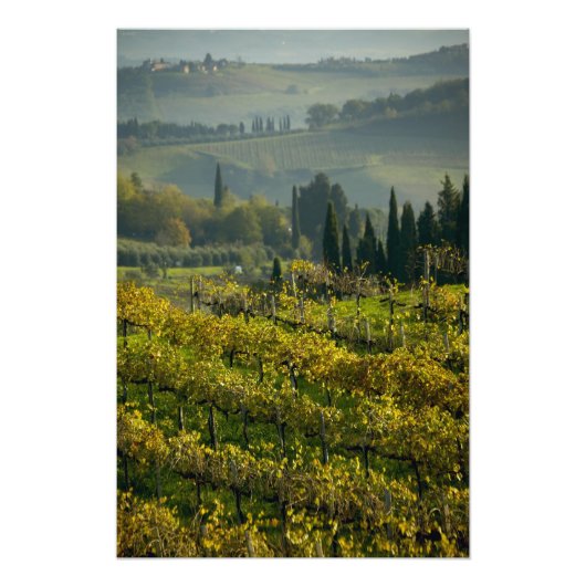 Weinberg, Toskana, Italien Fotodruck (Vorne)