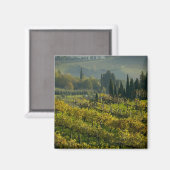 Weinberg, Toskana, Italien Magnet (Vorderseite/Rückseite)