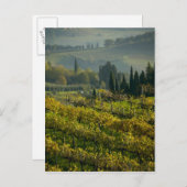 Weinberg, Toskana, Italien Postkarte (Vorne/Hinten)