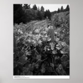 Weinberg und Hügel, Draper Vineyard, 1966 Poster (Vorne)