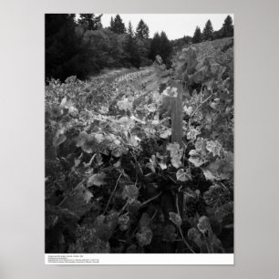 Weinberg und Hügel, Draper Vineyard, 1966 Poster