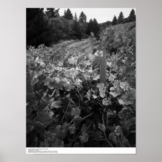 Weinberg und Hügel, Draper Vineyard, 1966 Poster (Vorne)