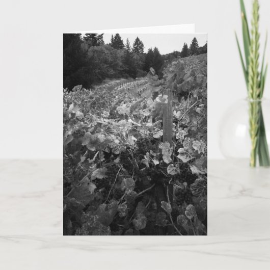 Weinberg und Hügel, Textilkaufmann Vineyard, 1966 Karte (Vorderseite)