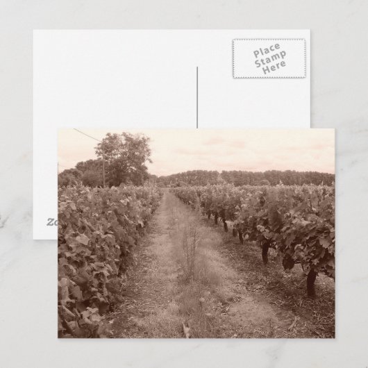 Weinberg verlassen postkarte (Vorne/Hinten)