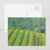 Weinberge bei Newberg Oregon Postkarte (Vorne/Hinten)