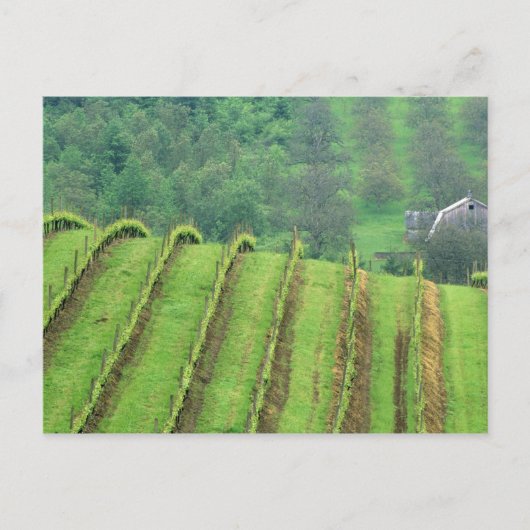Weinberge bei Newberg Oregon Postkarte (Vorderseite)