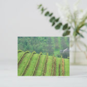 Weinberge bei Newberg Oregon Postkarte (Stehend Vorderseite)
