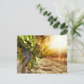 Weinberge bei Sonnenuntergang Postkarte (Stehend Vorderseite)
