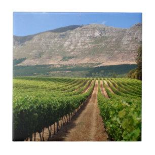 Weinberge des Groot Constantia Anwesen Fliese